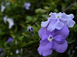 花,藍色的花,花的