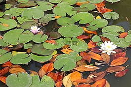 睡蓮,水,鮮花