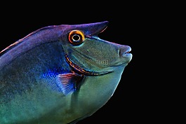 魚,異國情調(diào),meeresbewohner