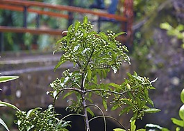 植物,水果,綠色
