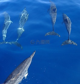 海豚,魚,海