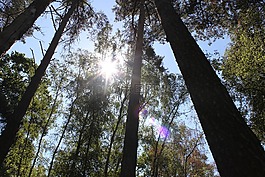 森林,樹木,太陽