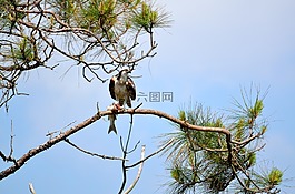 魚鷹在野外,鳥,魚鷹