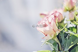 玫瑰,花,開花