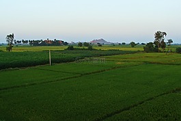 棟格珀德拉平原,raichur,稻田