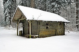 冬天,雪,木