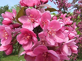 蘋果,鮮花,花瓣