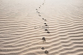 沙,足跡,海灘
