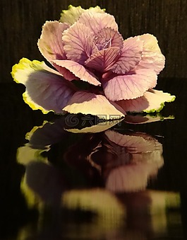白菜花,開花,宏