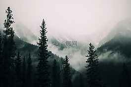 森林,樹(shù),植物