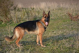 德國牧羊犬,almind,丹麥