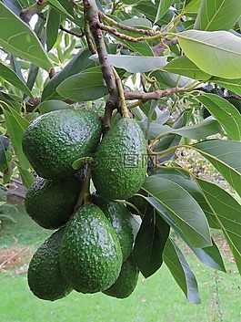 牛油果,油梨果實(shí),水果