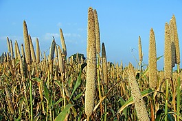 珍珠粟,巴伊拉,培養(yǎng)