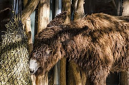 動(dòng)物園,蒂爾加滕,維也納
