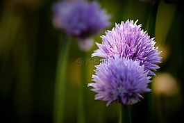 韭菜,花,开花