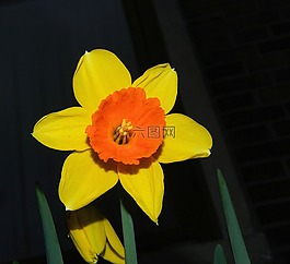 水仙,喇叭水仙,開花