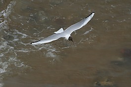 海鷗,鷗,鳥