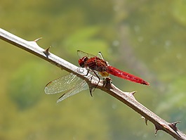 紅蜻蜓,蜻蜓,分支機(jī)構(gòu)