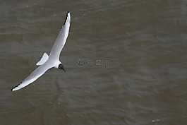 海鷗,鷗,鳥