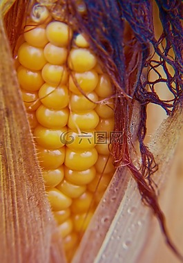 玉米,玉米棒,玉米植物