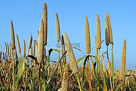 珍珠粟,巴伊拉,培養(yǎng)
