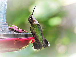 鳥,蜂鳥,野生動物