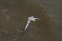 海鷗,鷗,鳥