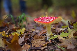 飛木耳,蘑菇,紅色飛木耳香菇