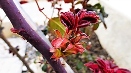 性質(zhì),植物,芽