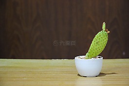 适合所有皮肤类型,仙人掌,小