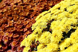 crizantema,花卉,秋