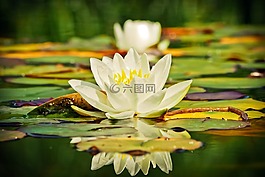睡蓮,獨獨黃,水生植物