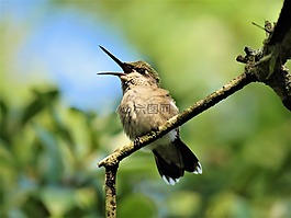 鳥,蜂鳥,開放的嘴