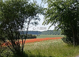 罂粟,大自然录音,草地