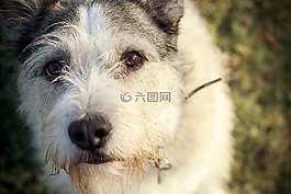 狗,眼睛,犬