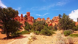 樹,山,沙漠