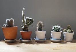 仙人掌,植物,首页