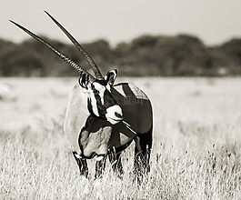 肖像oryx,羚羊,眼