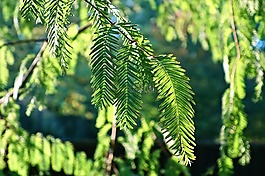 松樹,枝杈,針