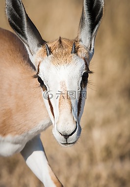 肖像springbuck,跳羚,年輕