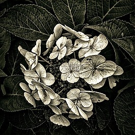 廠,花