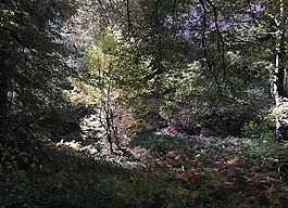 花絲,樹木,秋季
