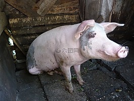 豬,動(dòng)物,圊