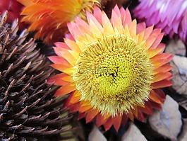 strawflowers,干,鲜花