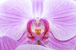蘭花,花,開花
