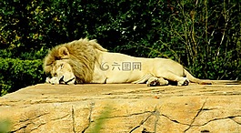 獅子,睡眠,危險