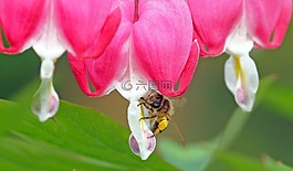 昆蟲,廠,性質(zhì)