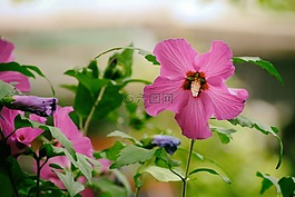 芙蓉,粉紅色,開花