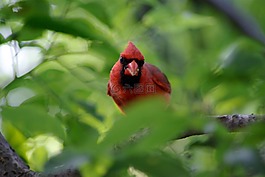 鳥(niǎo),紅衣主教,野生動(dòng)物
