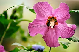 芙蓉,粉紅色,開花